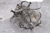 Spiny Ceratarges Trilobite - Zireg, Morocco #199007-1